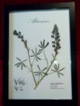/products/altramuz-1/